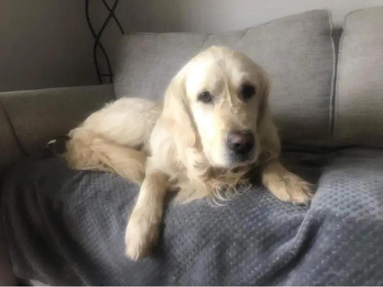 A local charity launched a search effort to find Cooper.