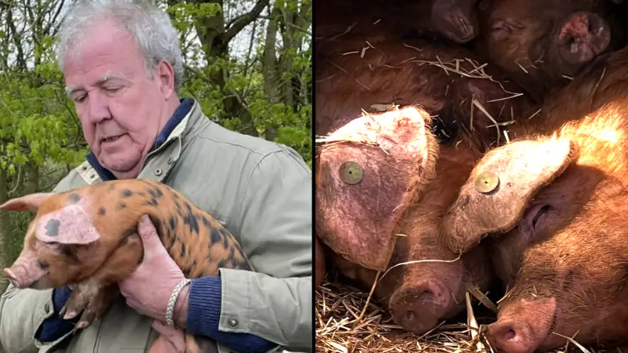 LADBible/DiddlySquatFarm/Instagram