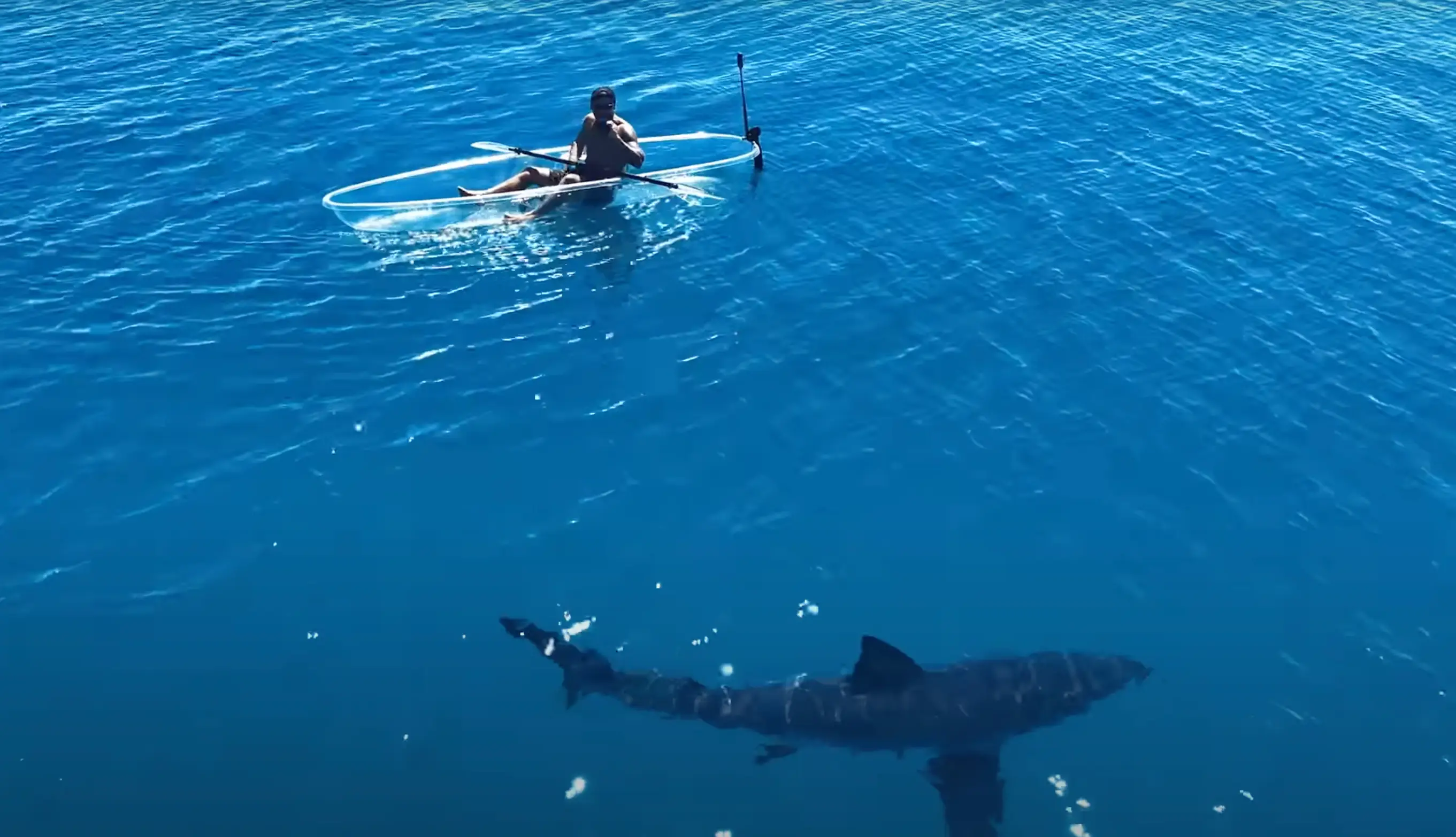Brodie came dangerously close to the shark (YouTube/YBS Youngbloods)