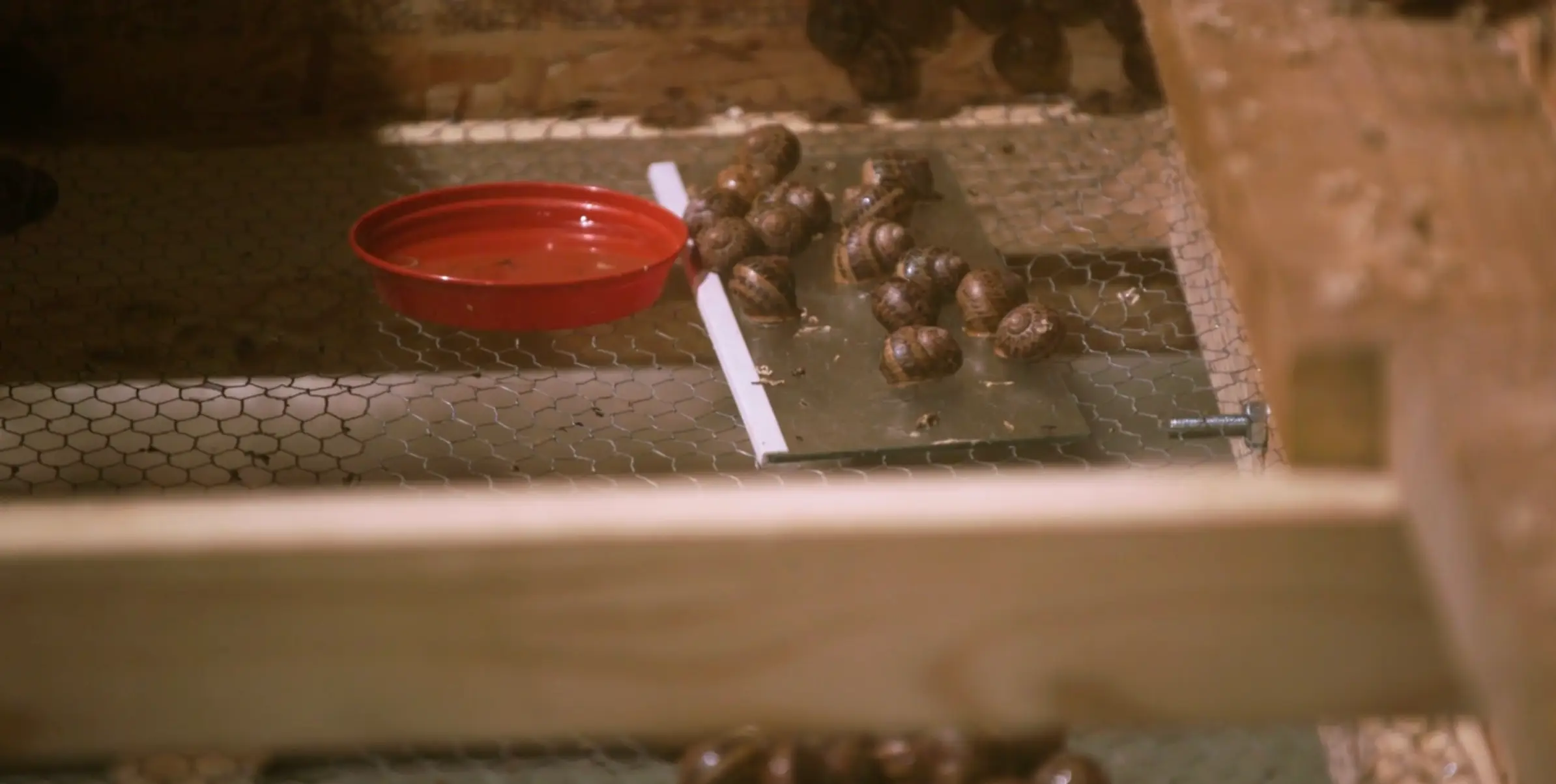 The snails secrete slime which is incredibly valuable (Prime Video)