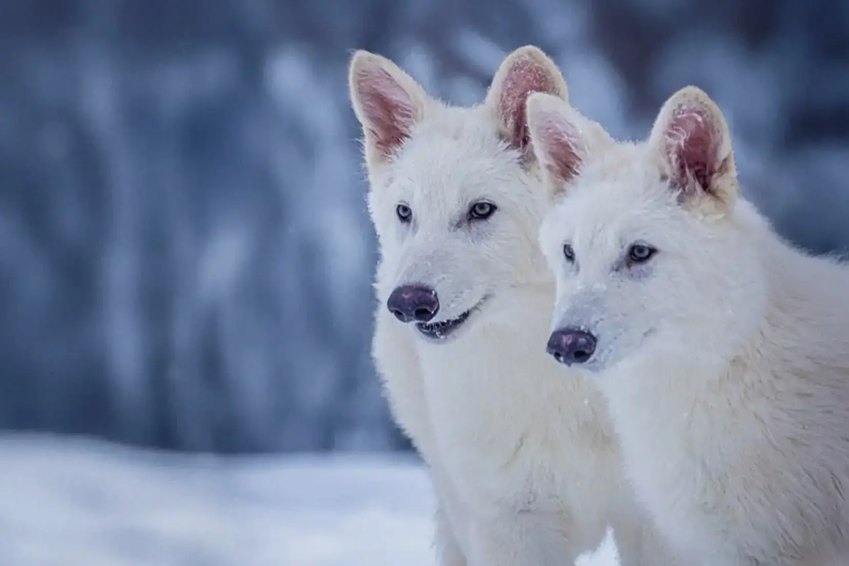 The wolves are considered genetically modified grey wolves (Colossal Biosciences)