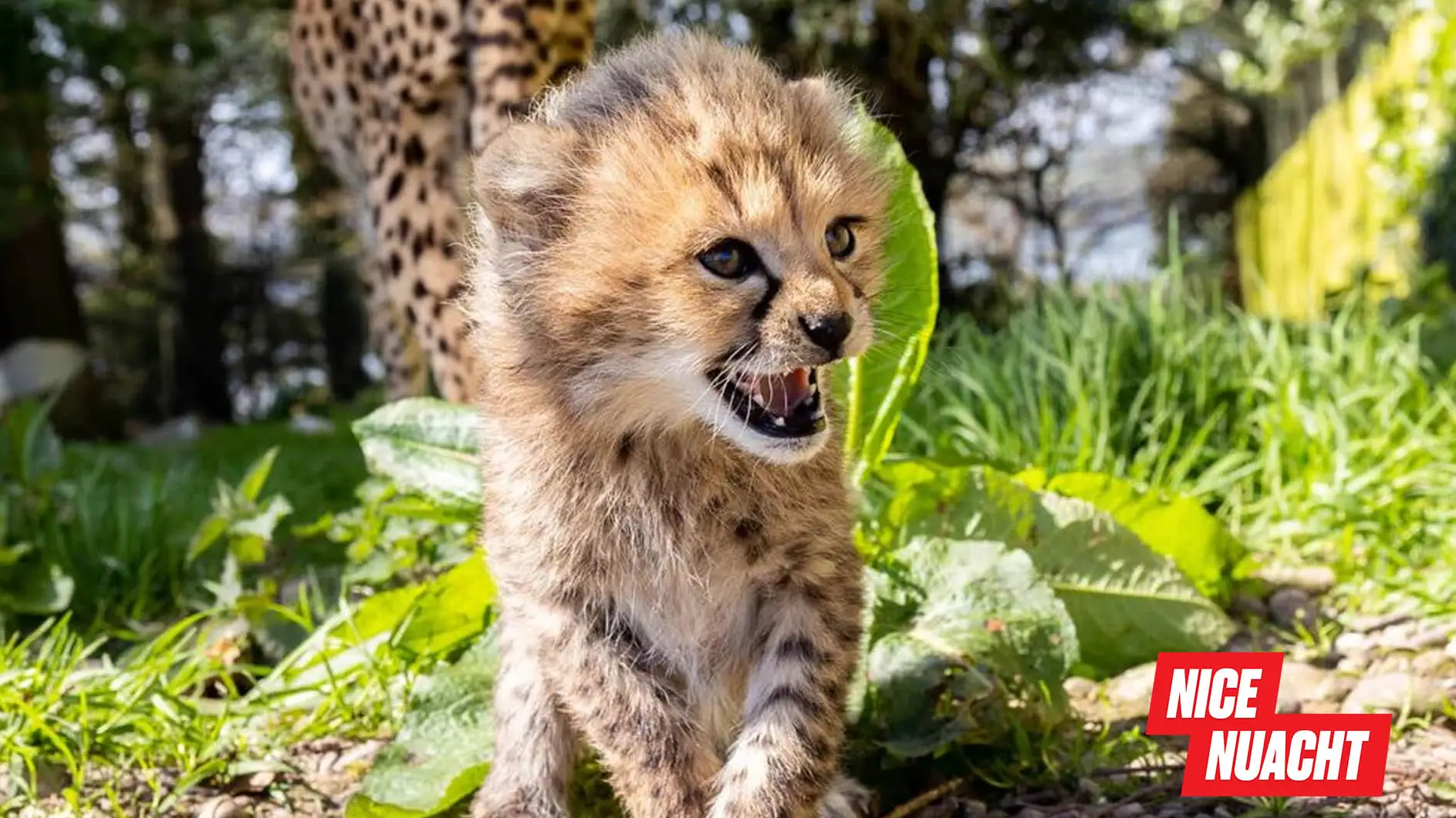Wild Kitten Fota Wildlife Park (fotawildlife.ie)
