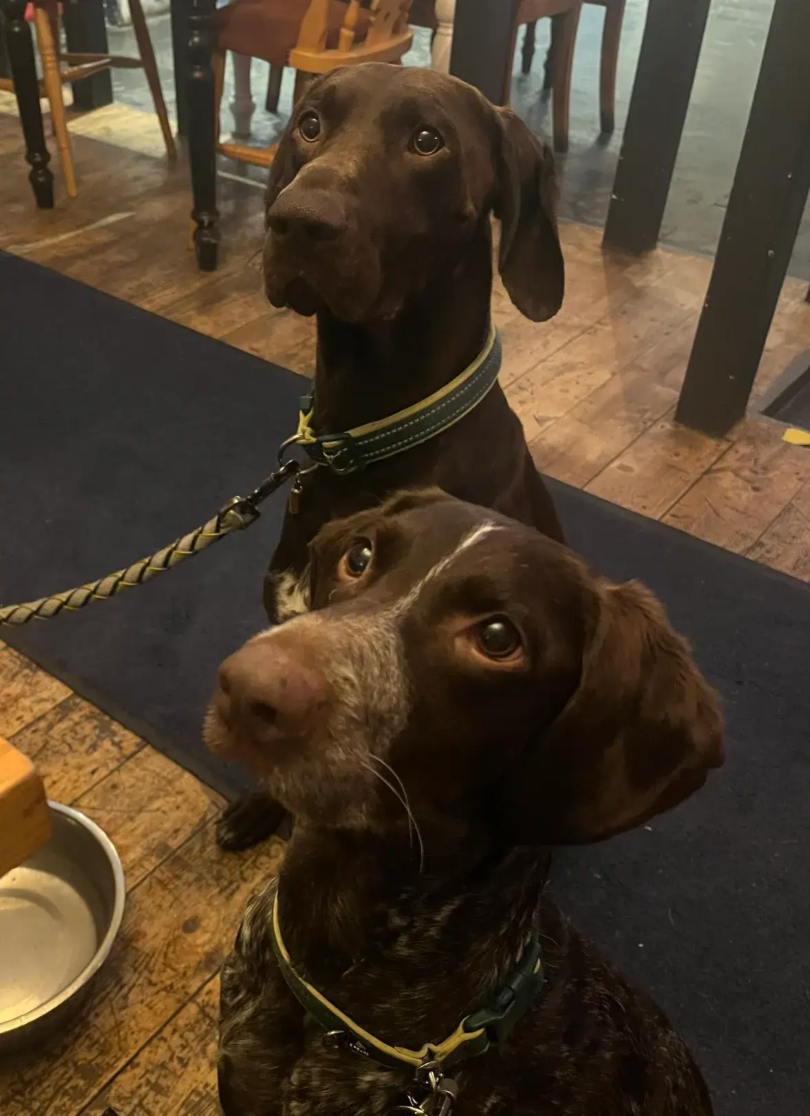 Ayrton and Frieda (RSCPA)