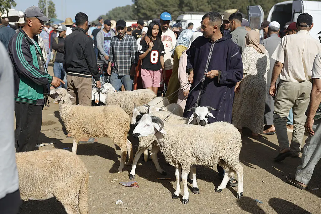 He was protesting high meat prices in Morocco for Eid al-Adha, a religious festival where sheep are ritually slain (Abdel Majid BZIOUAT / AFP via Getty Images)