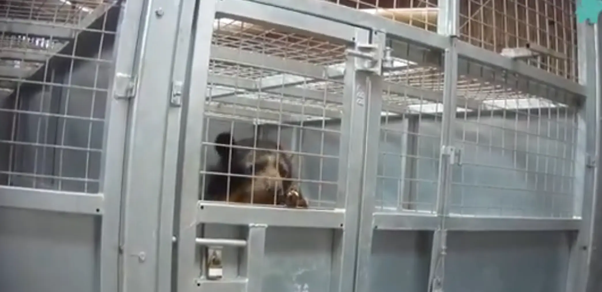 Animals were kept in poor conditions with safety also a huge issue (YouTube/Freedom for Animals)