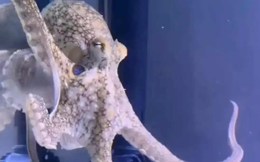 Terrance was a pretty big octopus (TikTok/Doctoktopus)