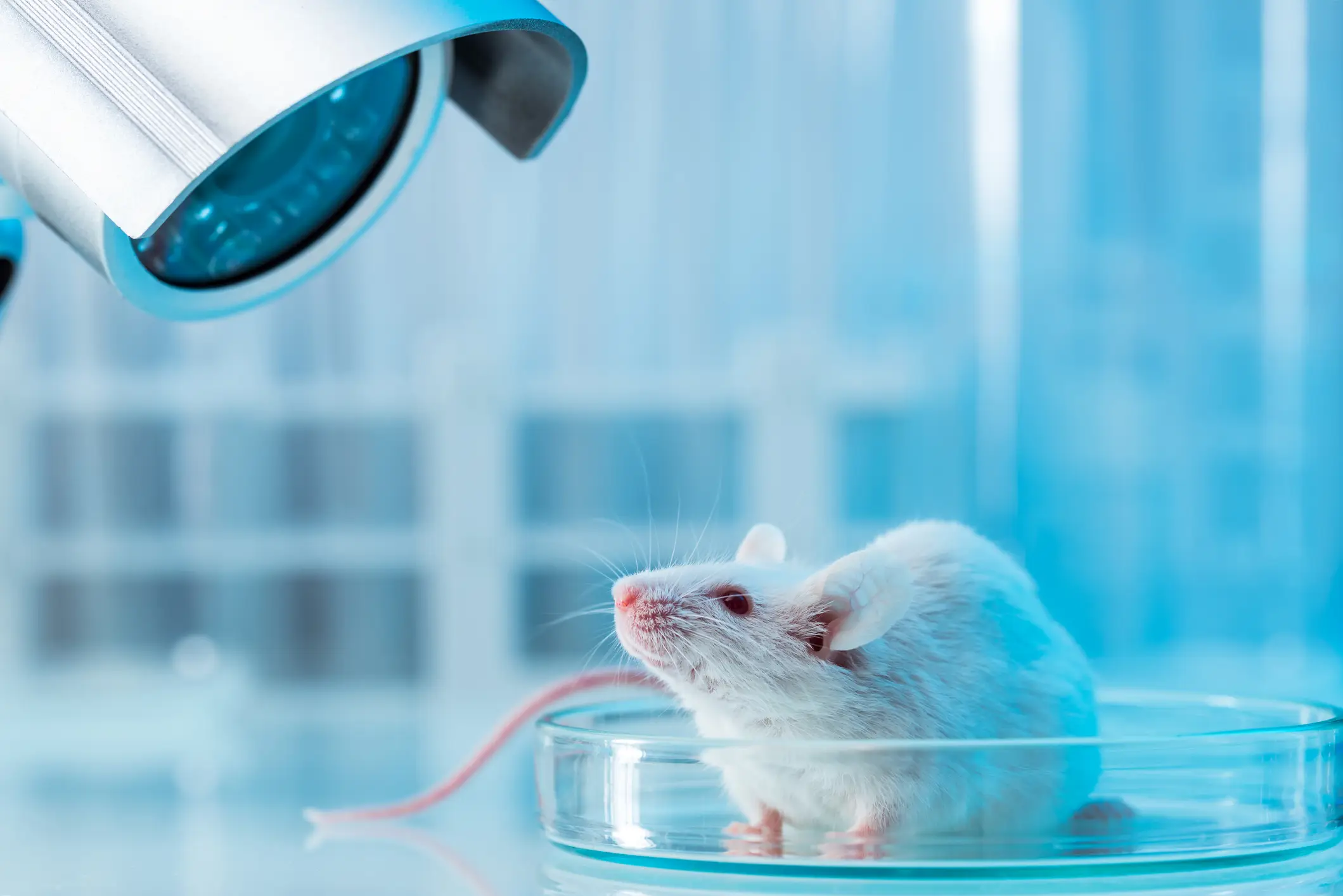 The drugs in combination extend mice's life by up to 30 percent (D-Keine via Getty Images)