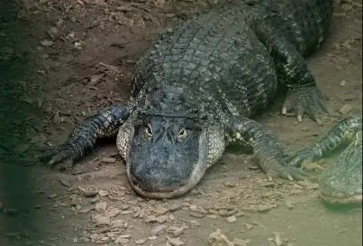 A reptile expert has said the boy's injuries could've been more severe if he'd landed next to a crocodile (Johnsons Zoo)