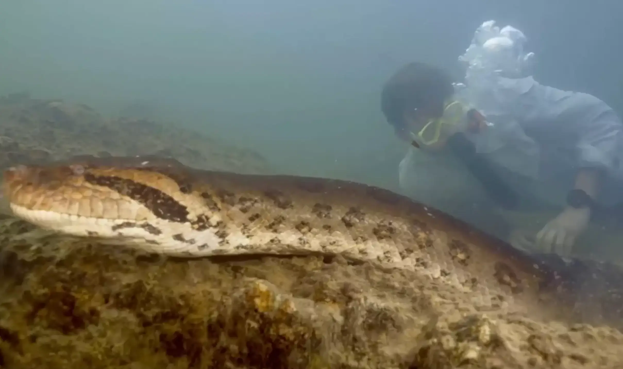 The professor couldn't believe that the discovered species was part of the largest in the world (Instagram/@freekvonk)