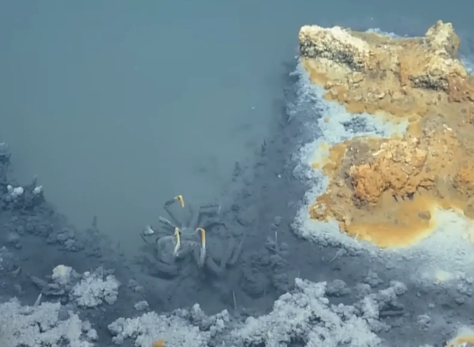 Someone should have told this crab it was going to die in there (YouTube/EVNautilus)