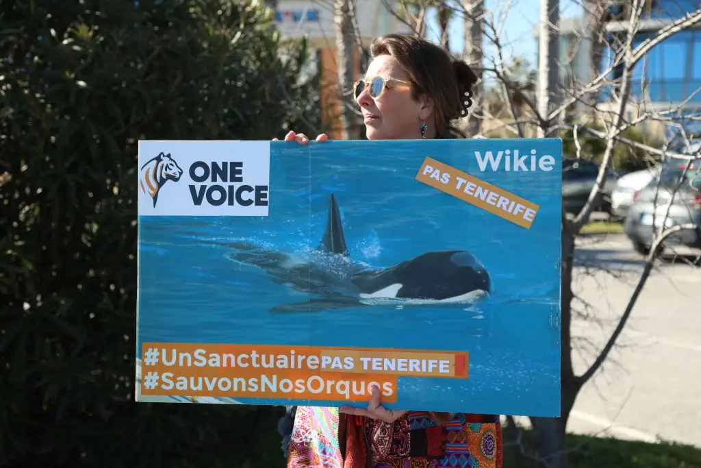 The treatment of orcas in captivity has long sparked outrage worldwide (Mohamad Salaheldin Abdelg Alsayed/Anadolu via Getty Images)