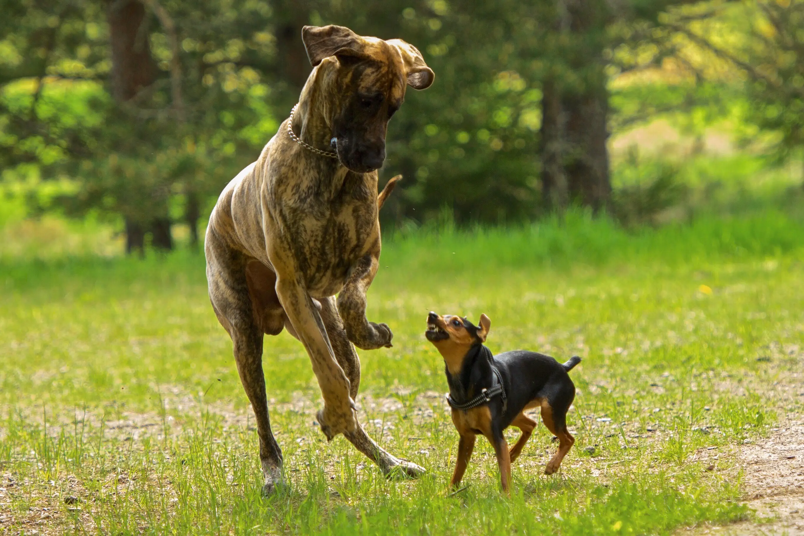 Big dogs tend to have shorter lives than smaller ones, a drug in development is trying to change that (Getty Stock Image)