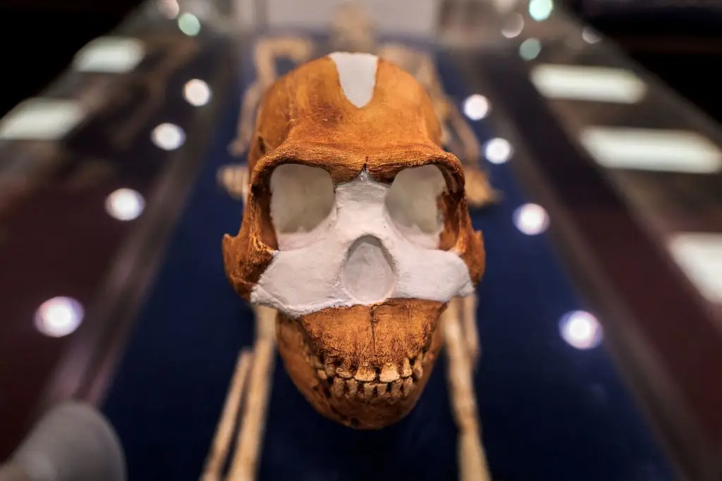 A Homo Naledi skull. (LUCA SOLA/AFP via Getty Images)