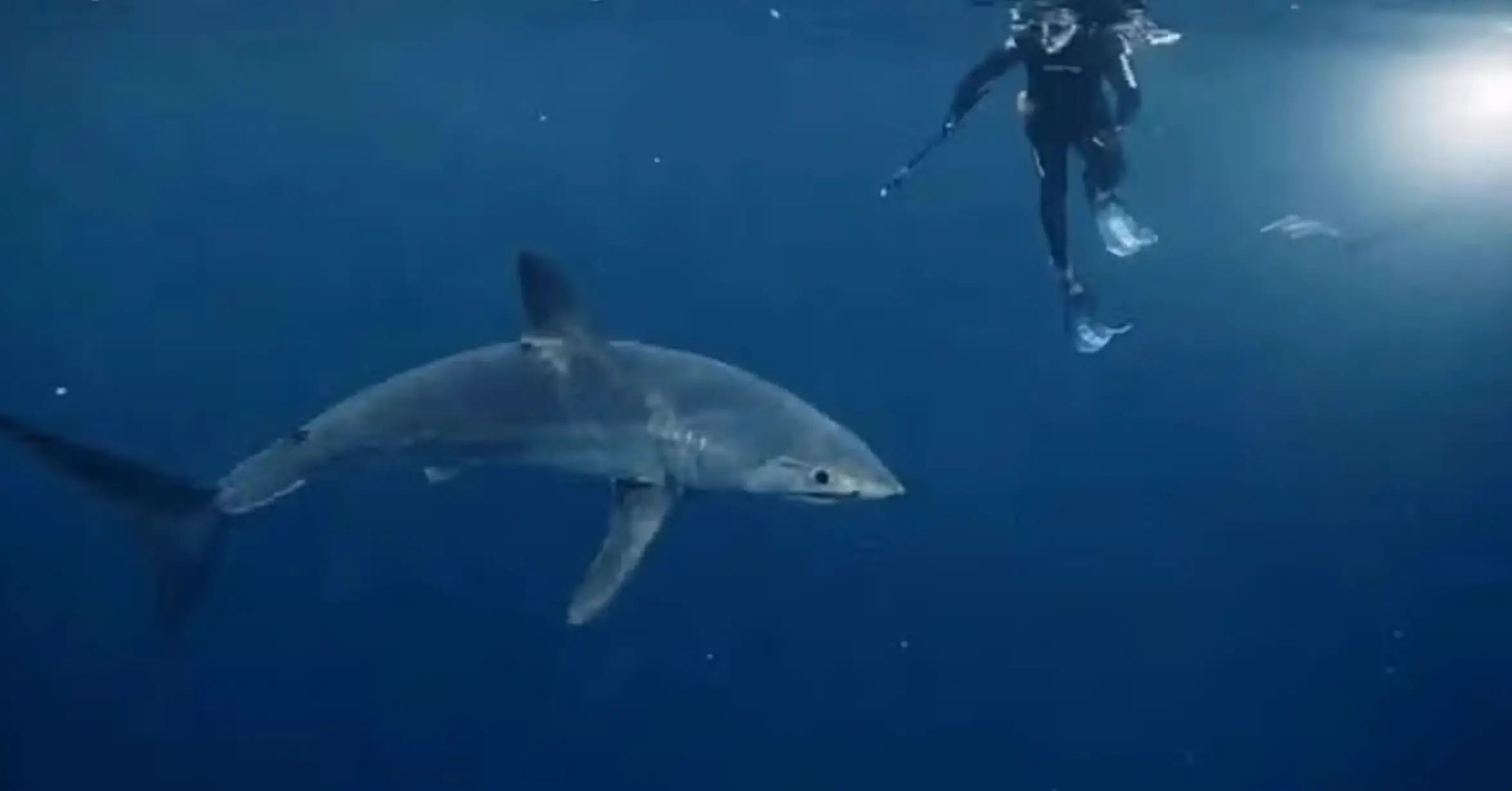 The giant mako shark prompted a wild theory (The Discovery Channel)
