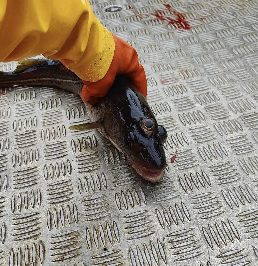 Given what The Simpsons has predicted, I wouldn't eat that if I were you. (Reddit)