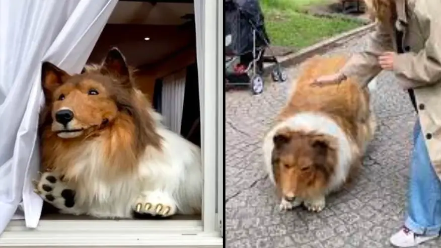 YouTube/@Iwanttobeananimal