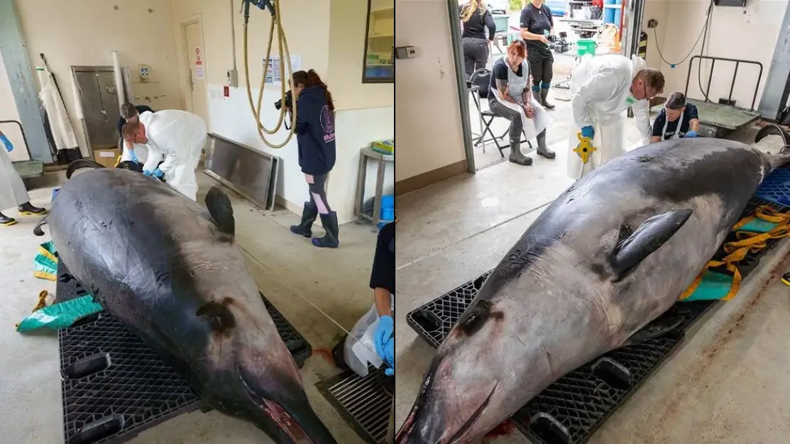 X/@‌docgovtnz / New Zealand Department of Conservation