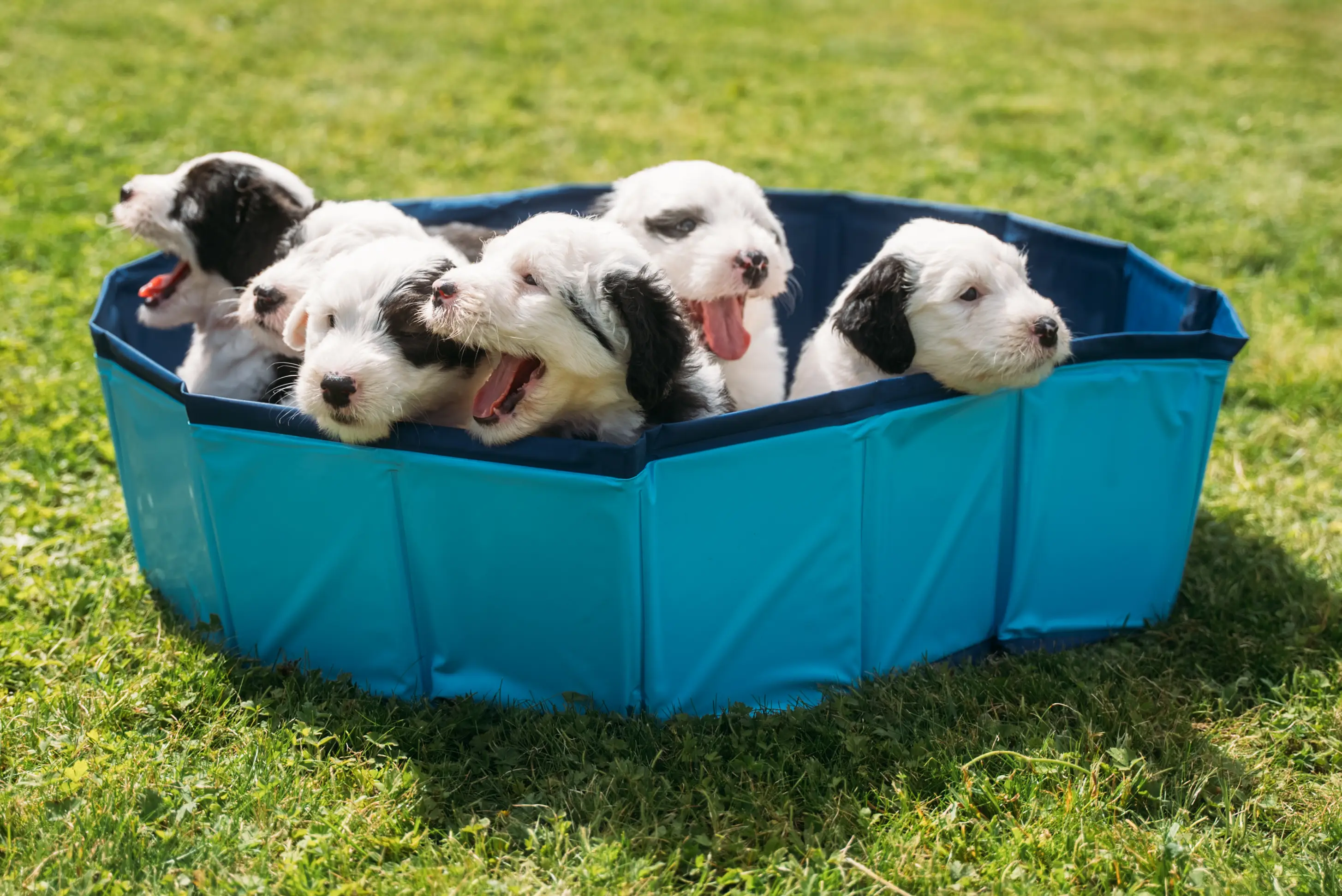 The puppies could be the future faces of Dulux.