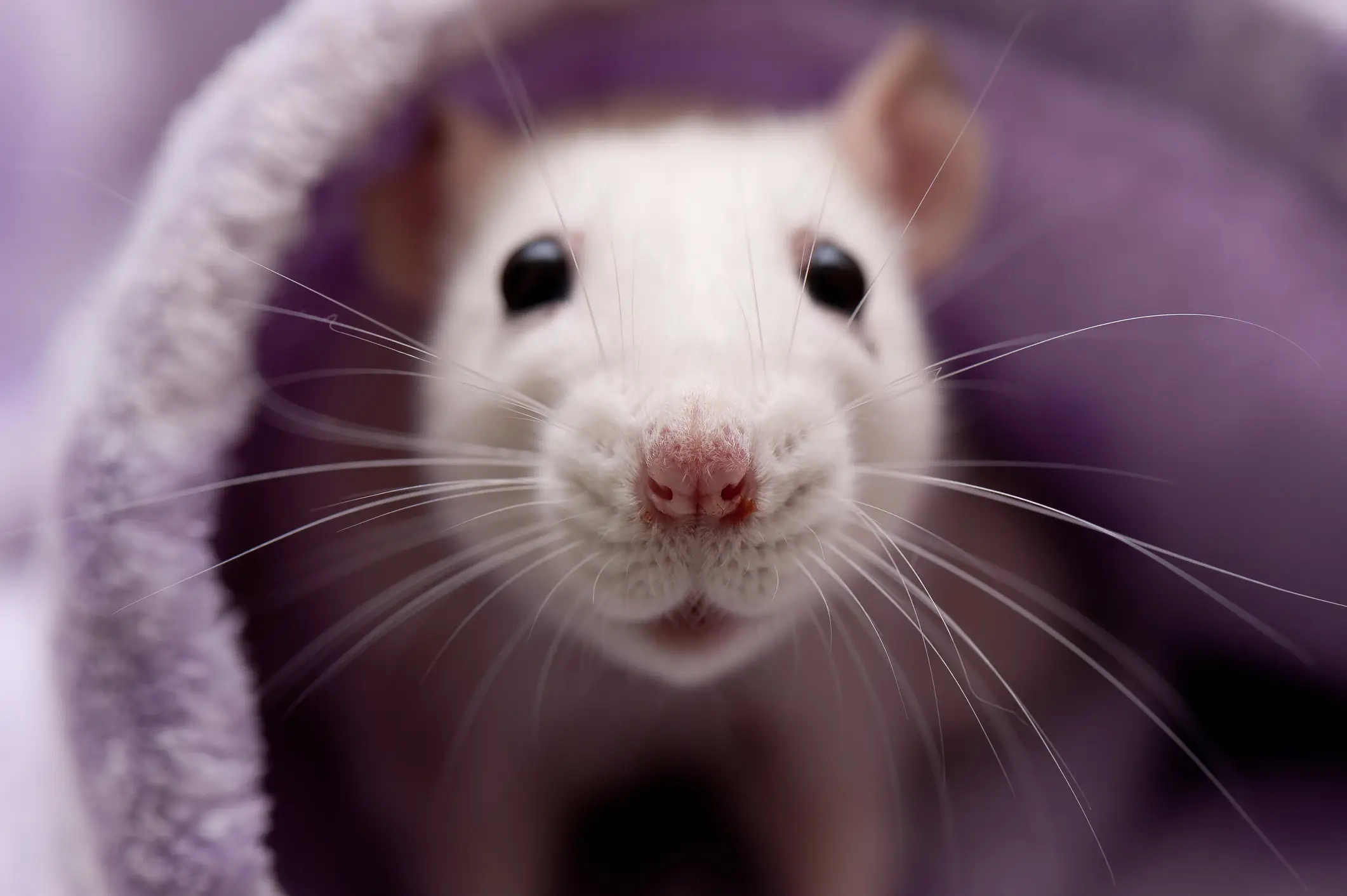'Little Albert' developed a fear of white rats (Getty Stock Image)