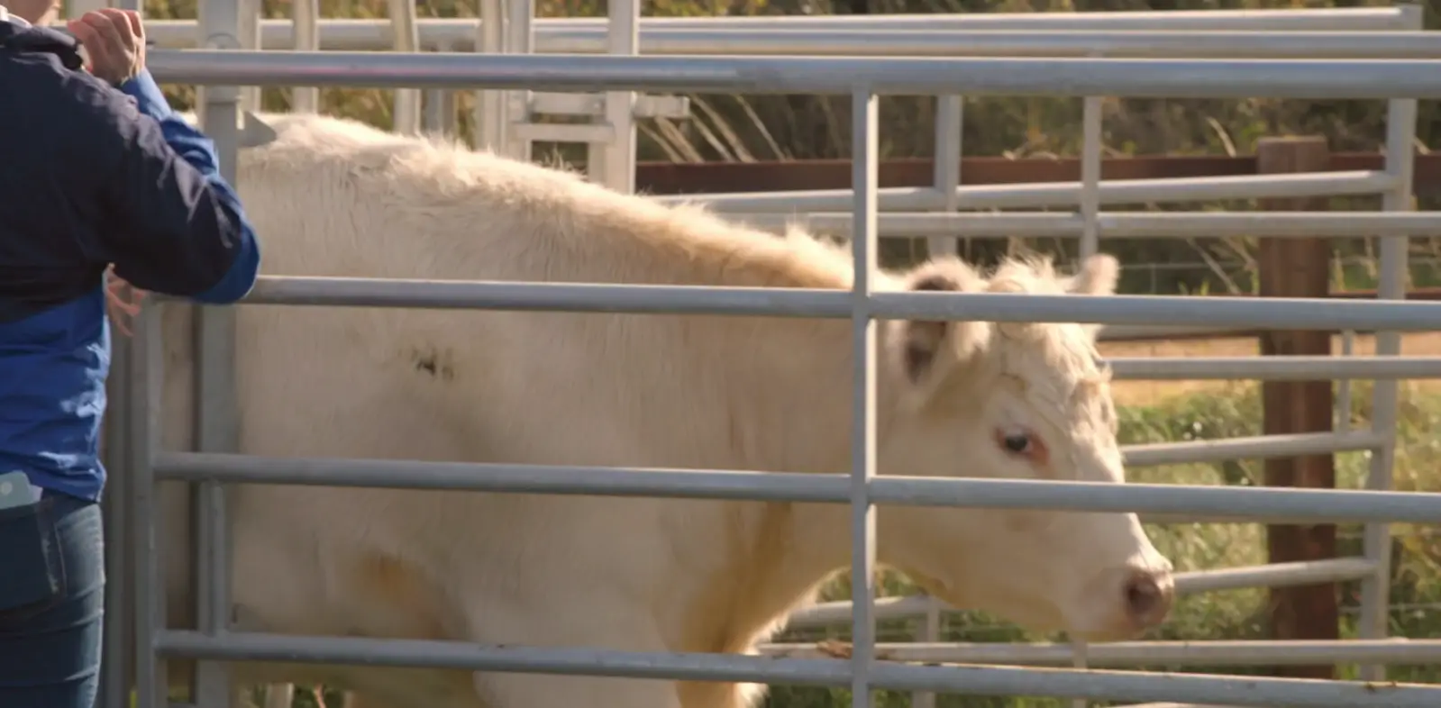 Pepper being sent to the abattoir (Prime Video)