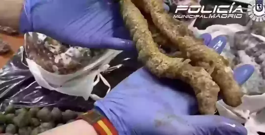 Illegal sea cucumbers were also found. (Policia Muncipal de Madrid)