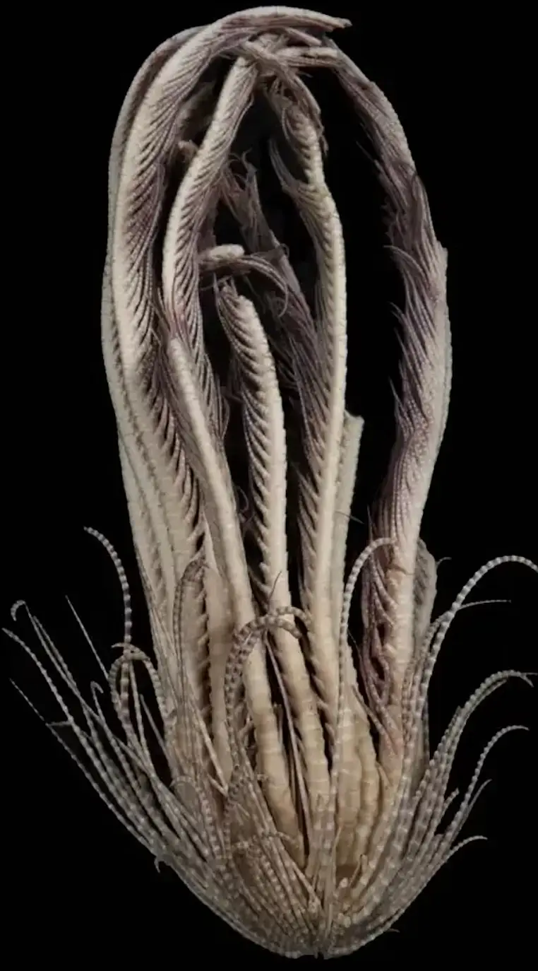 The creature was found hundreds of feet deep in the ocean.