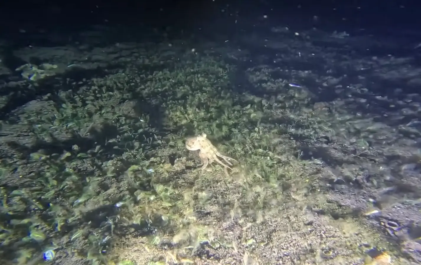The coconut octopus showed off its bizarre skill (YouTube/barnydillarstone)