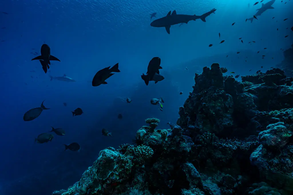 The Pacific Ocean's ecosystem could be changed forever (Alexis Rosenfeld/Getty Images)