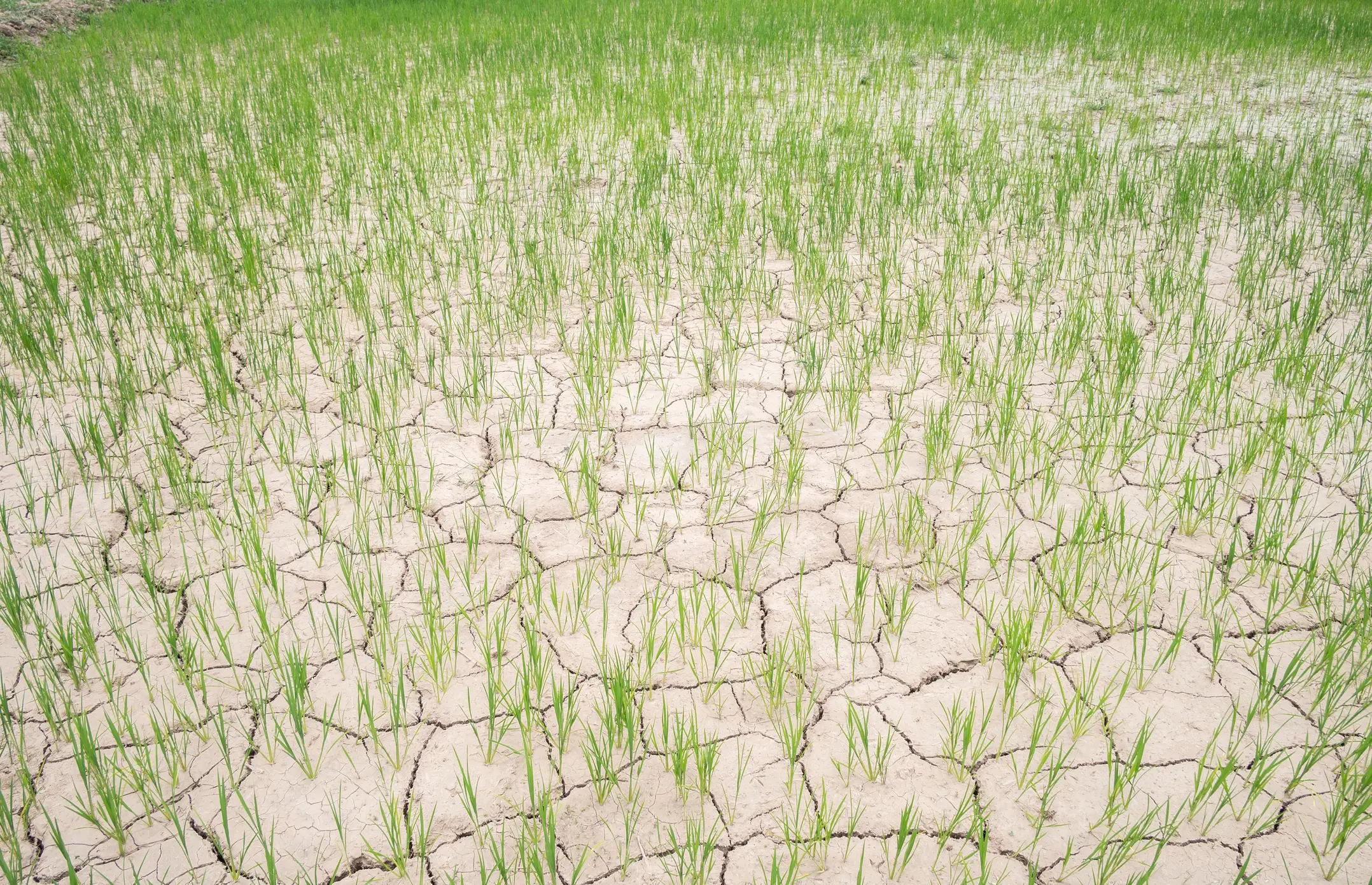 El Niño can lead to both drought and floods (Getty Stock)