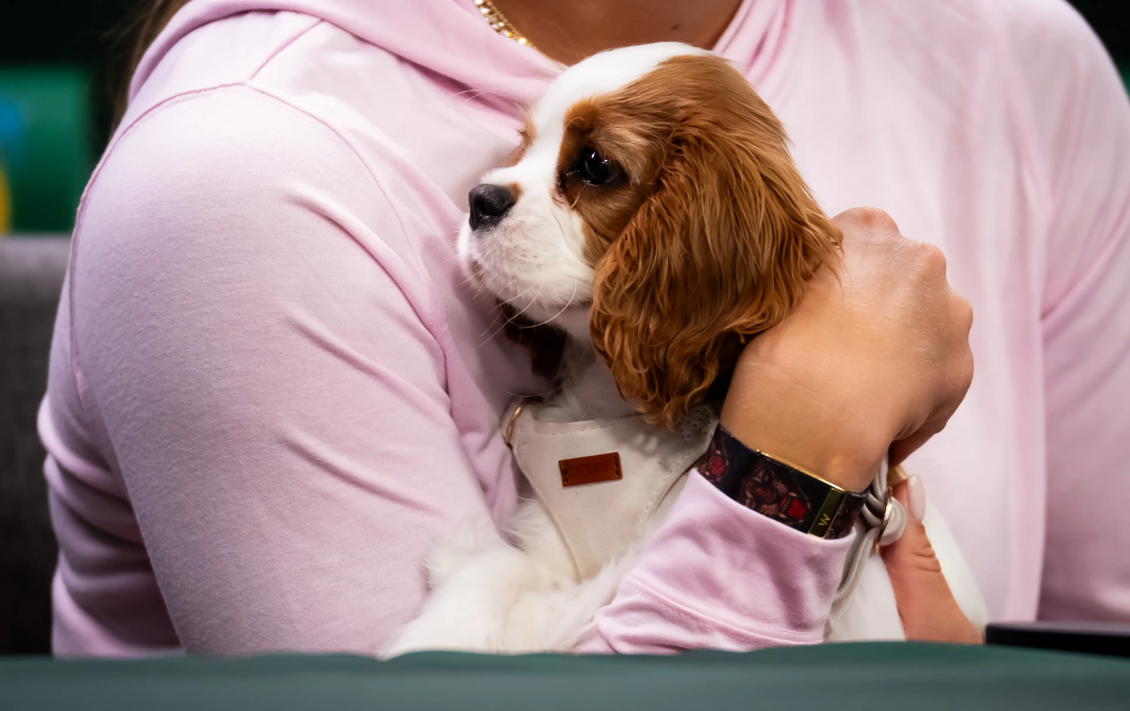Ash is a Cavalier King Charles Spaniel (Robert Prange/Getty Images)