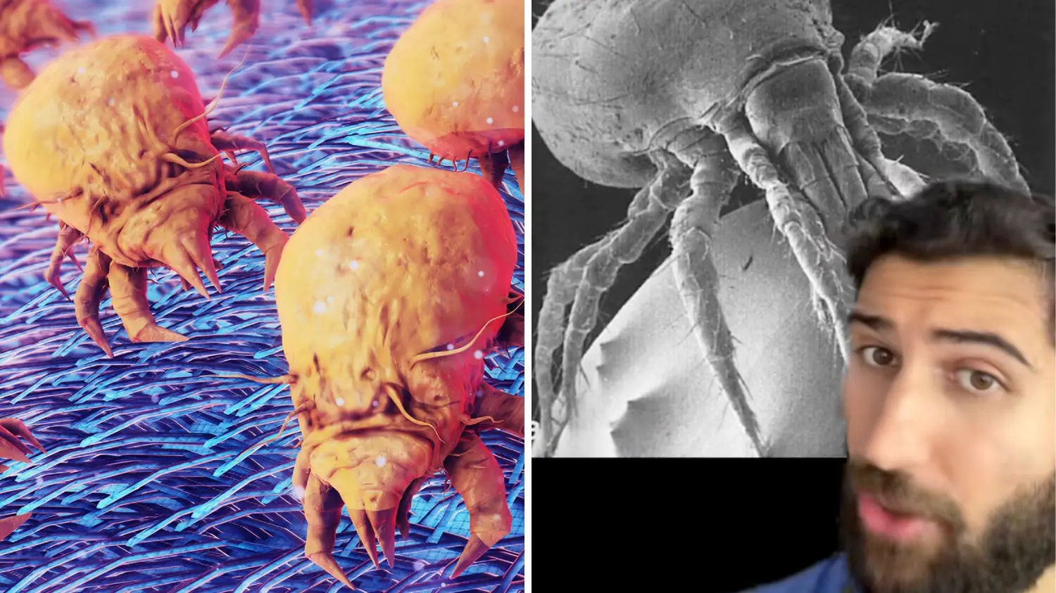 Getty/nopparit/TikTok/@drsermedmezher