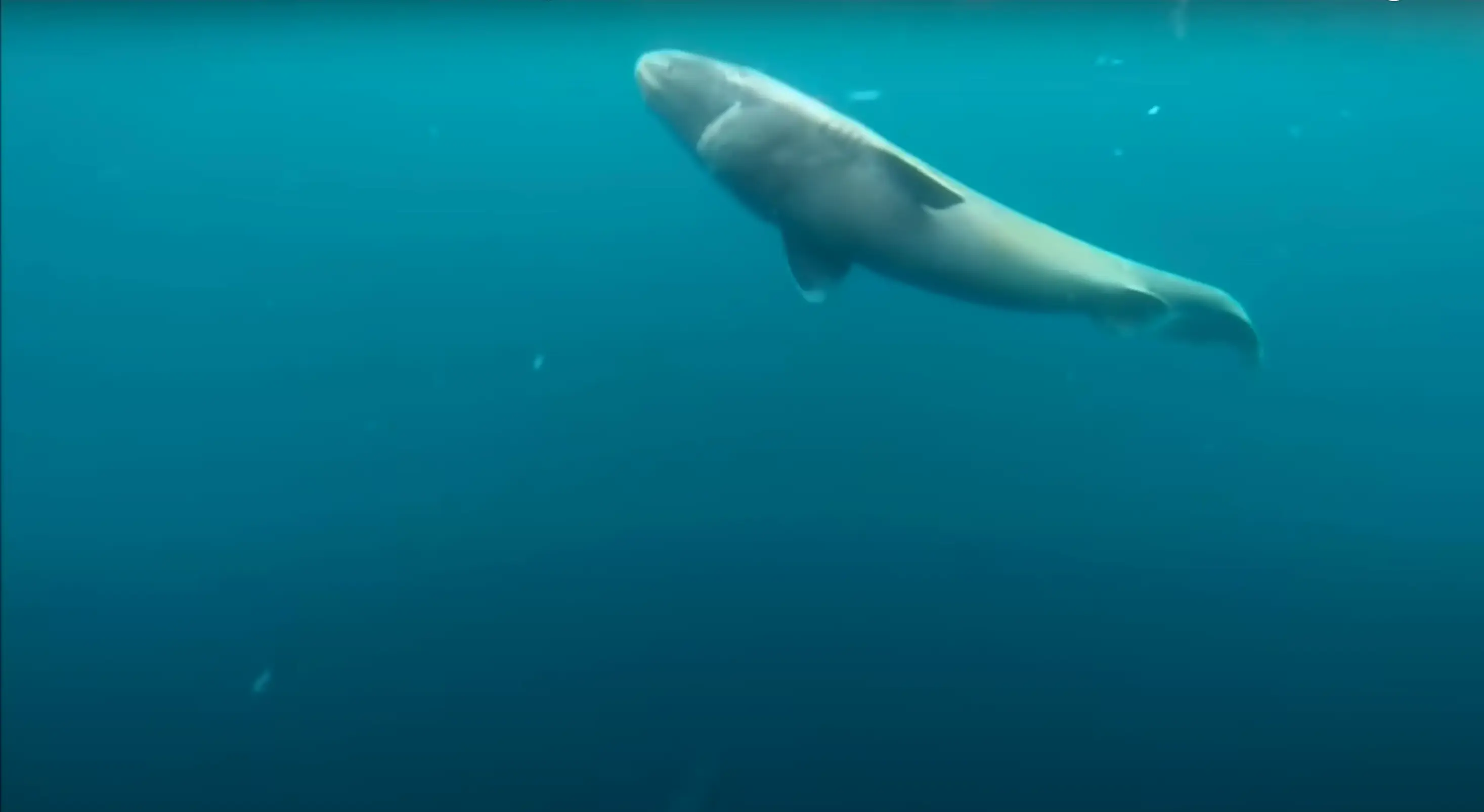 The Greenland shark lives deep in the ocean (YouTube/Wonder World)