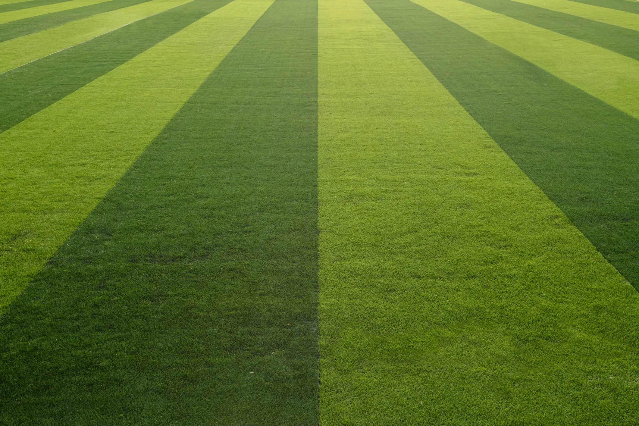 He said the turf is 'toxic' (Getty Stock Images)