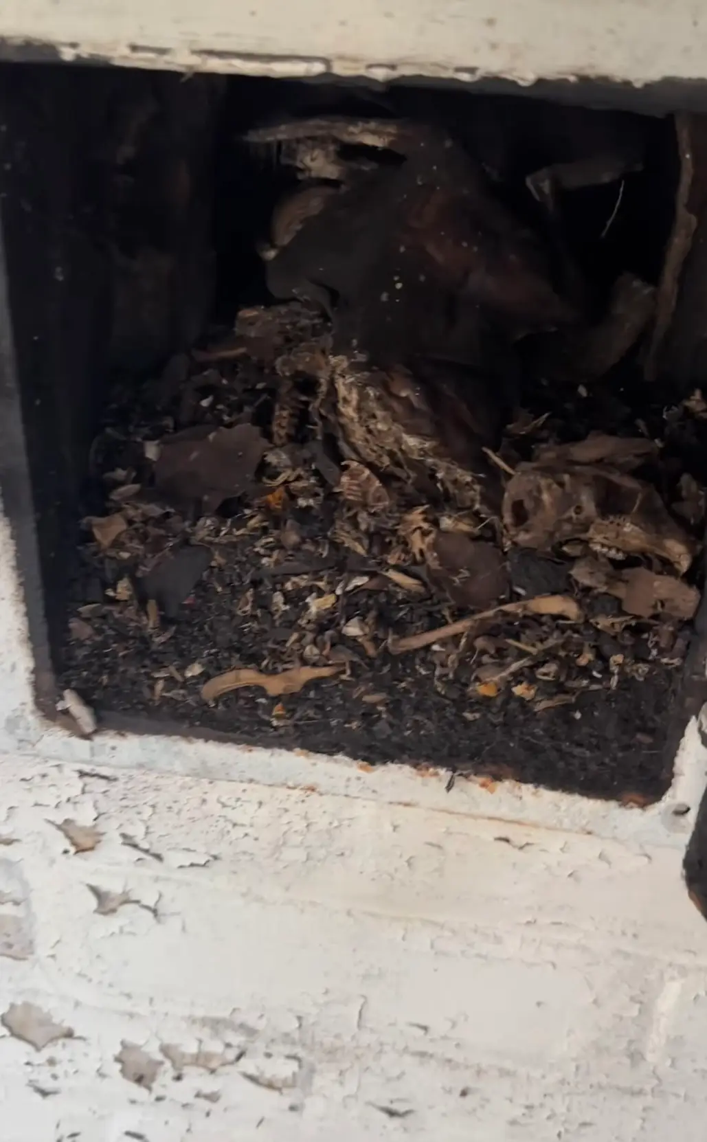 She found what she believes to be 'multiple' decomposing animal carcasses (Instagram/@sarabarielles)