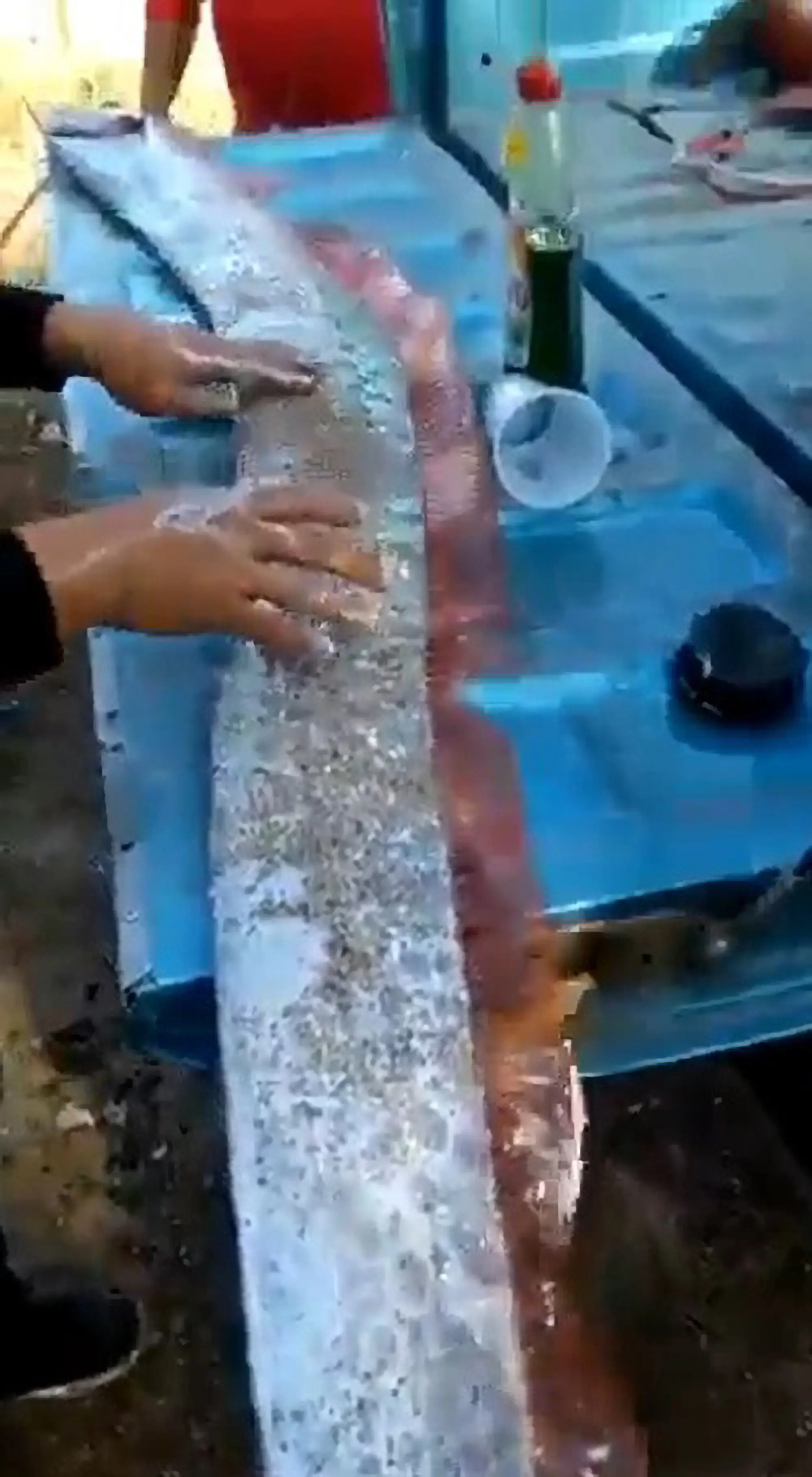 Oarfish typically live hundreds of feet below the surface of the ocean. Credit CEN