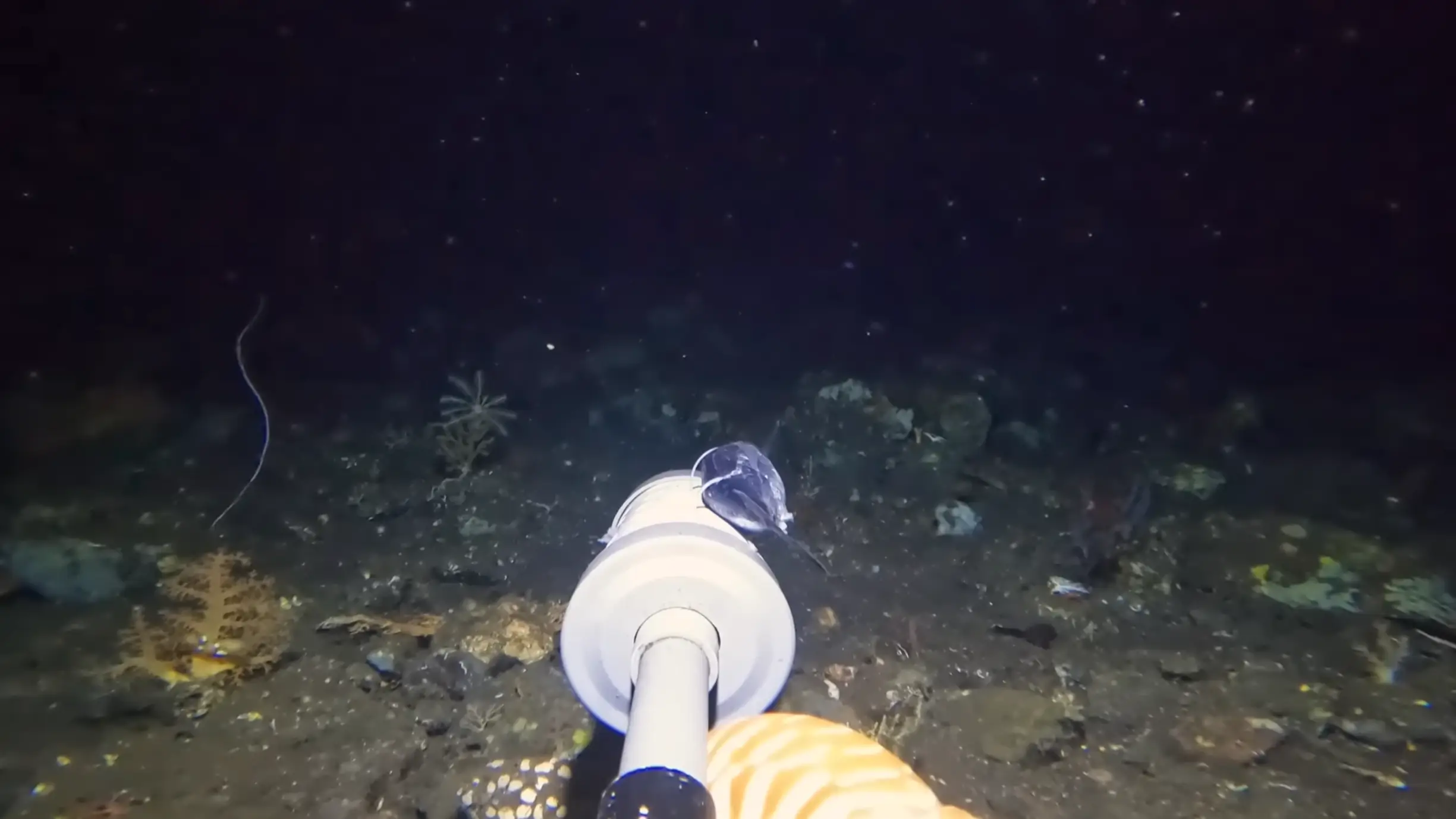 YouTube/Barny Dillarstone