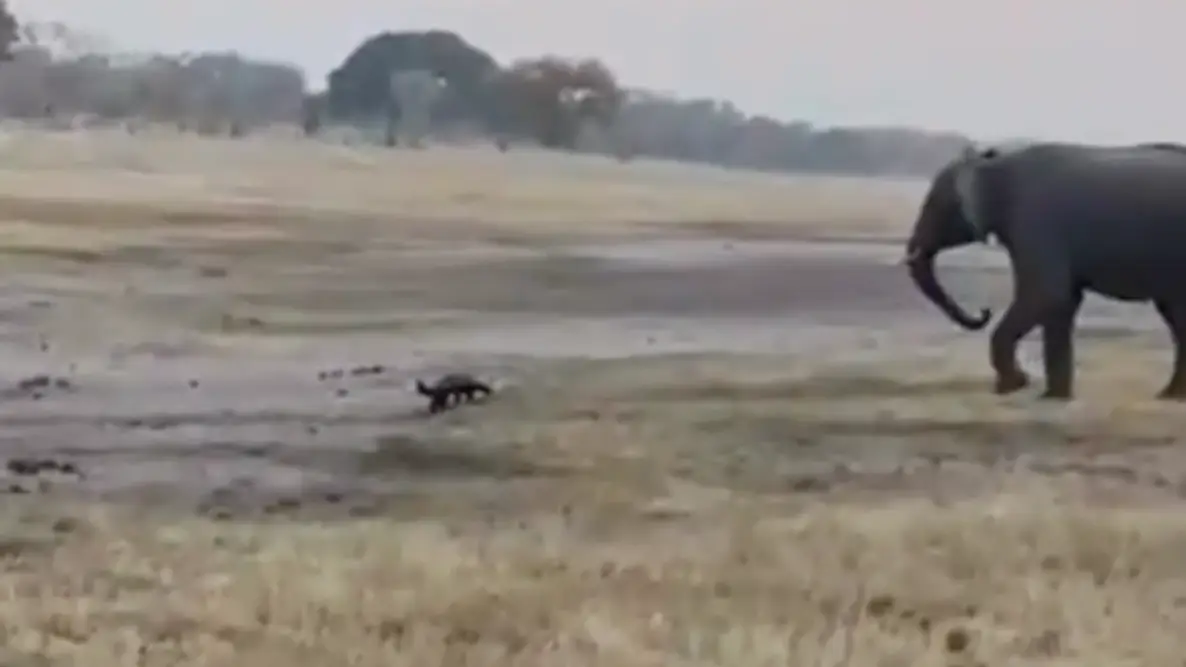 Amalinda Safari Collection/Instagram