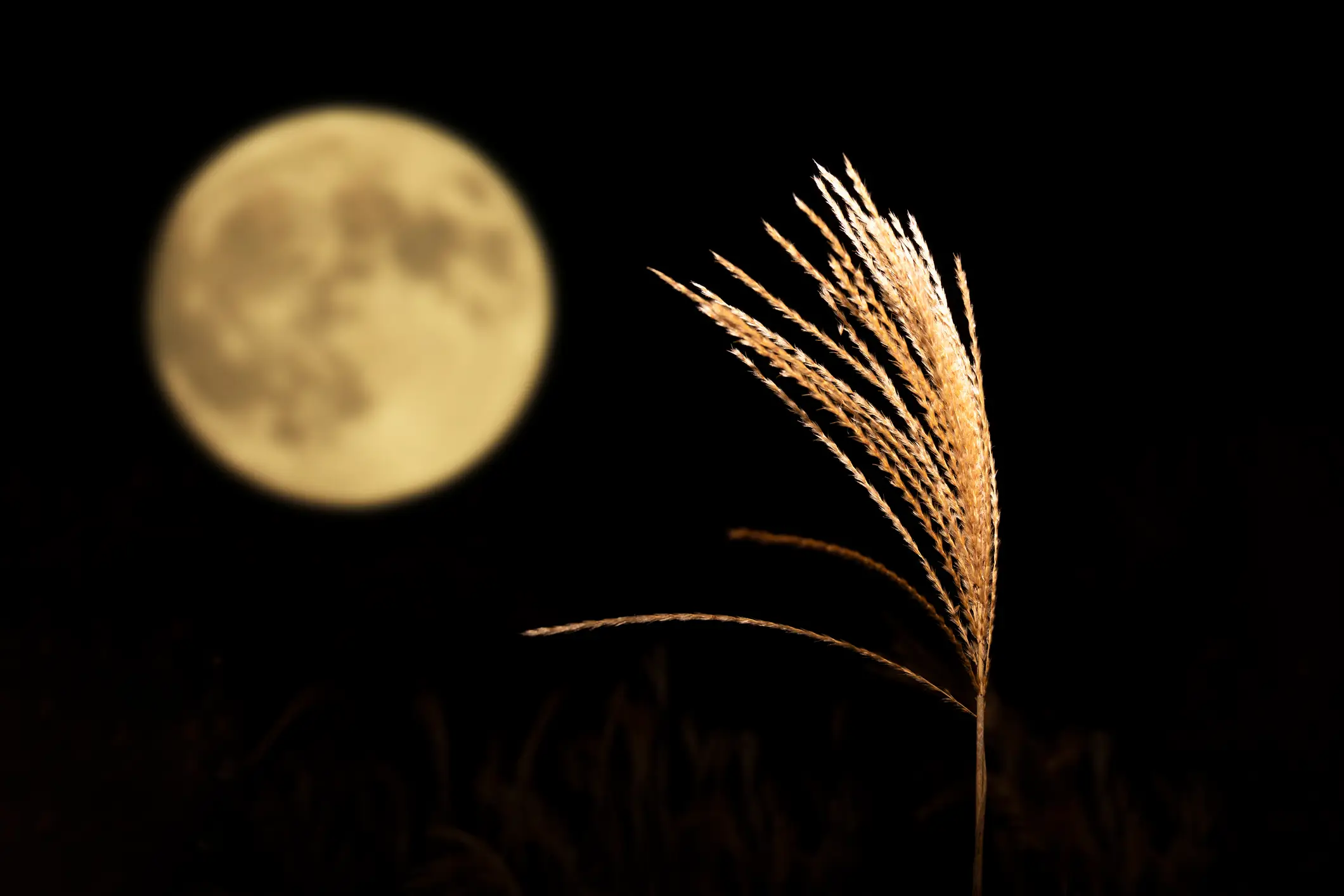 It's for the harvest season (Getty Stock Images)