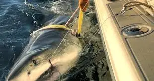 Tagged near the Florida-Georgia coast in January 2025, Contender is the biggest measured shark (OCEARCH)