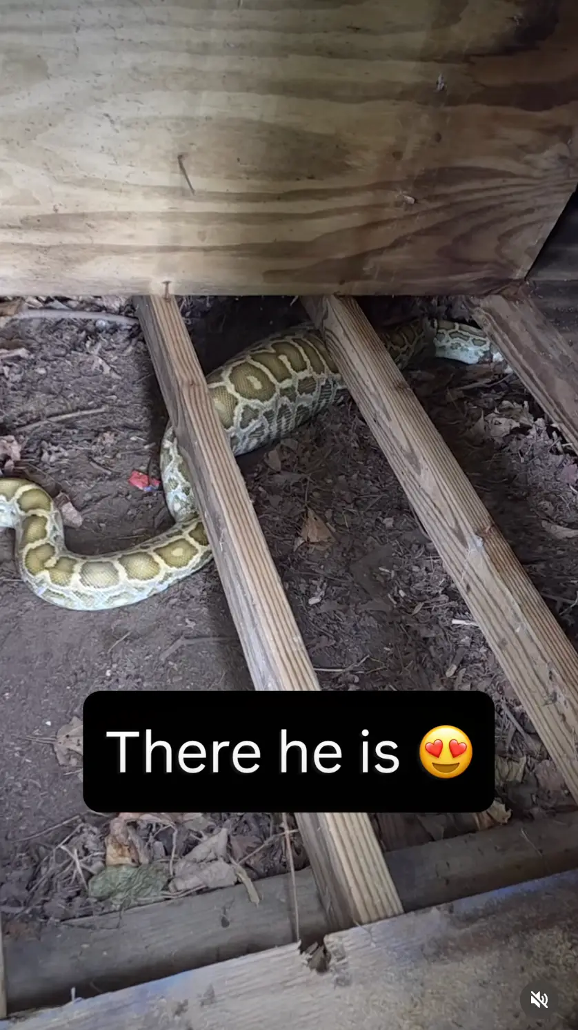 It was clear that the python had just eaten... (Instagram/@mcspa)