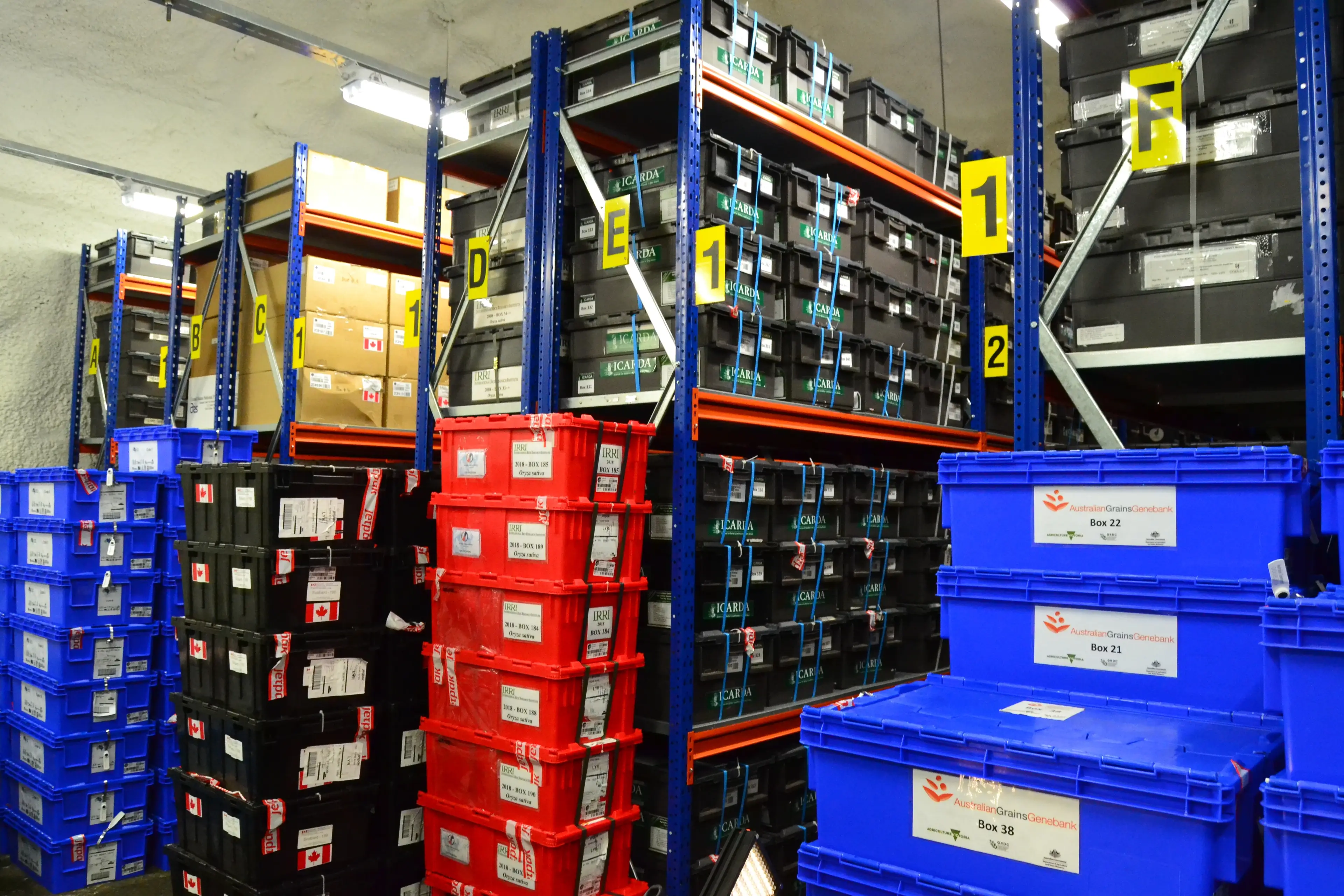 Stored safely inside The Global Seed Vault are seed samples from all over the world to avoid extinction (HELENE DAUSCHY/AFP via Getty Images)