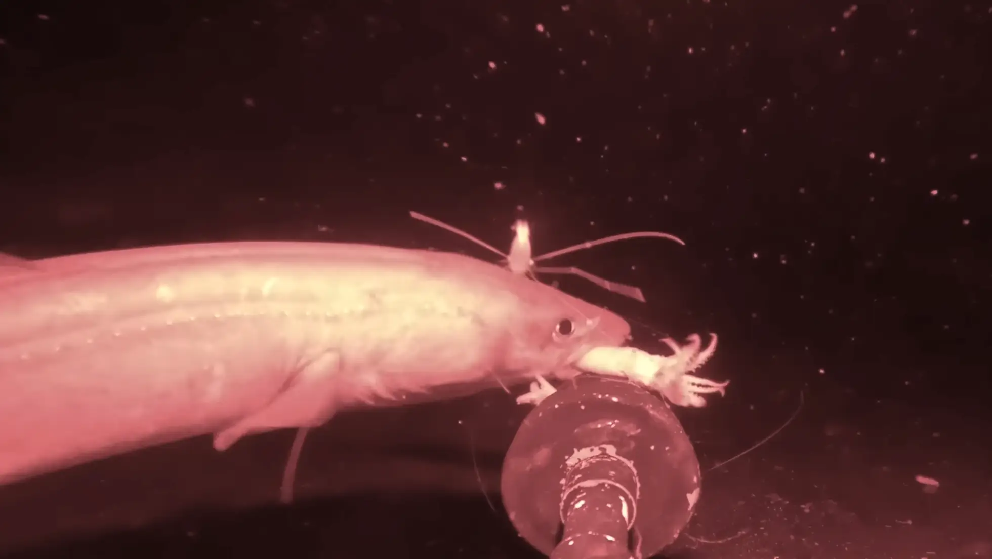 The congel eel was a regular feature in the video (BarnyDillarstone)