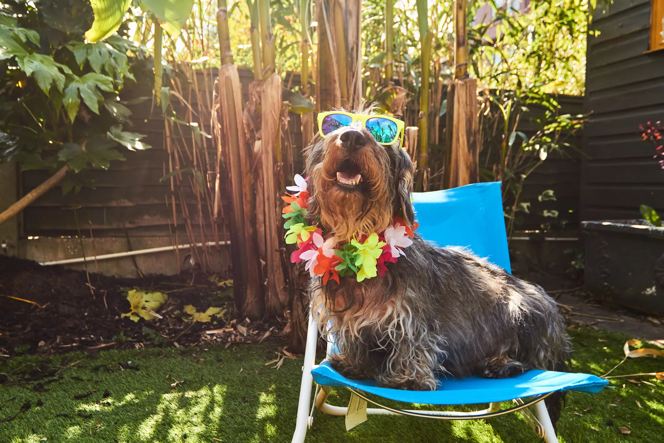You need to take extra care with your dog in the heat (Getty Stock Image)