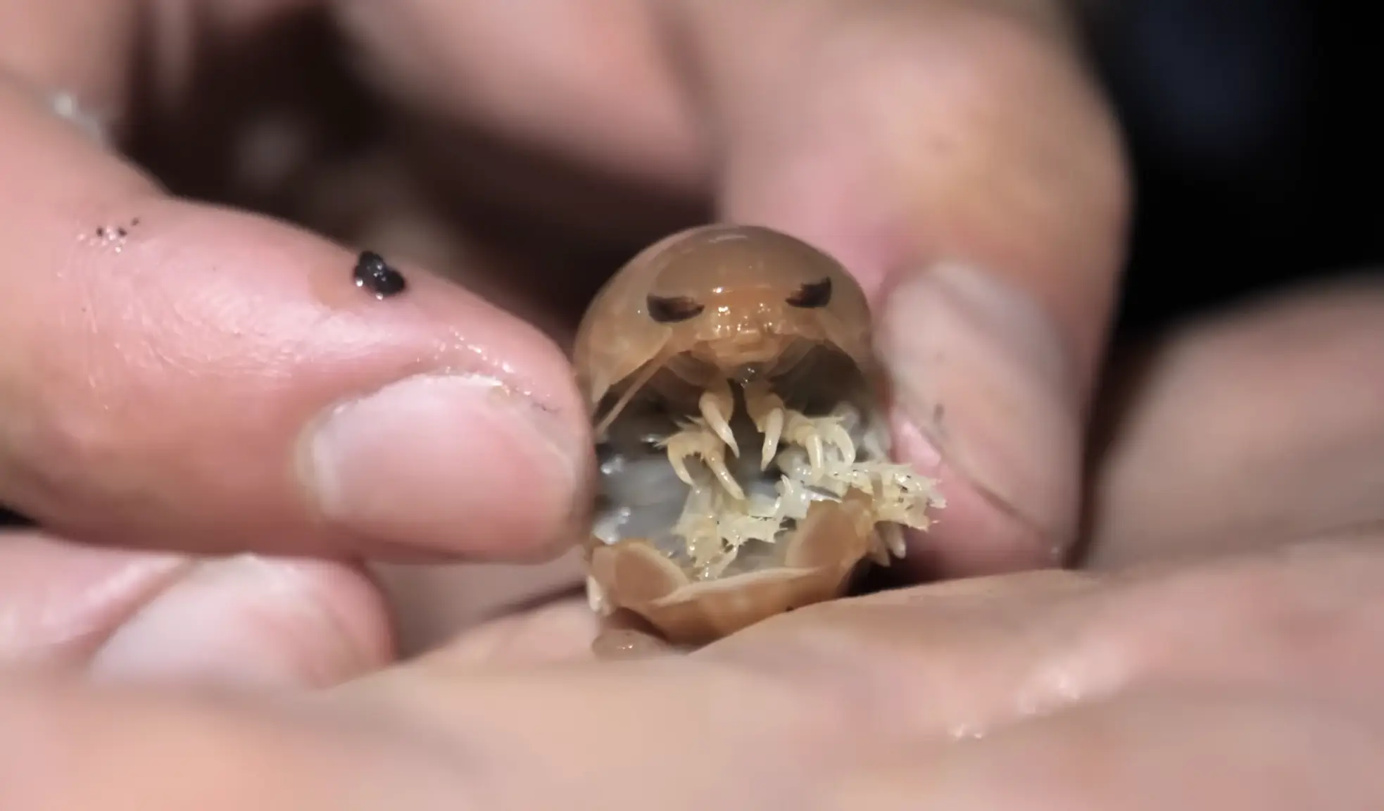 The isopod that was extracted from the ocean (BarnyDillarstone/YouTube)