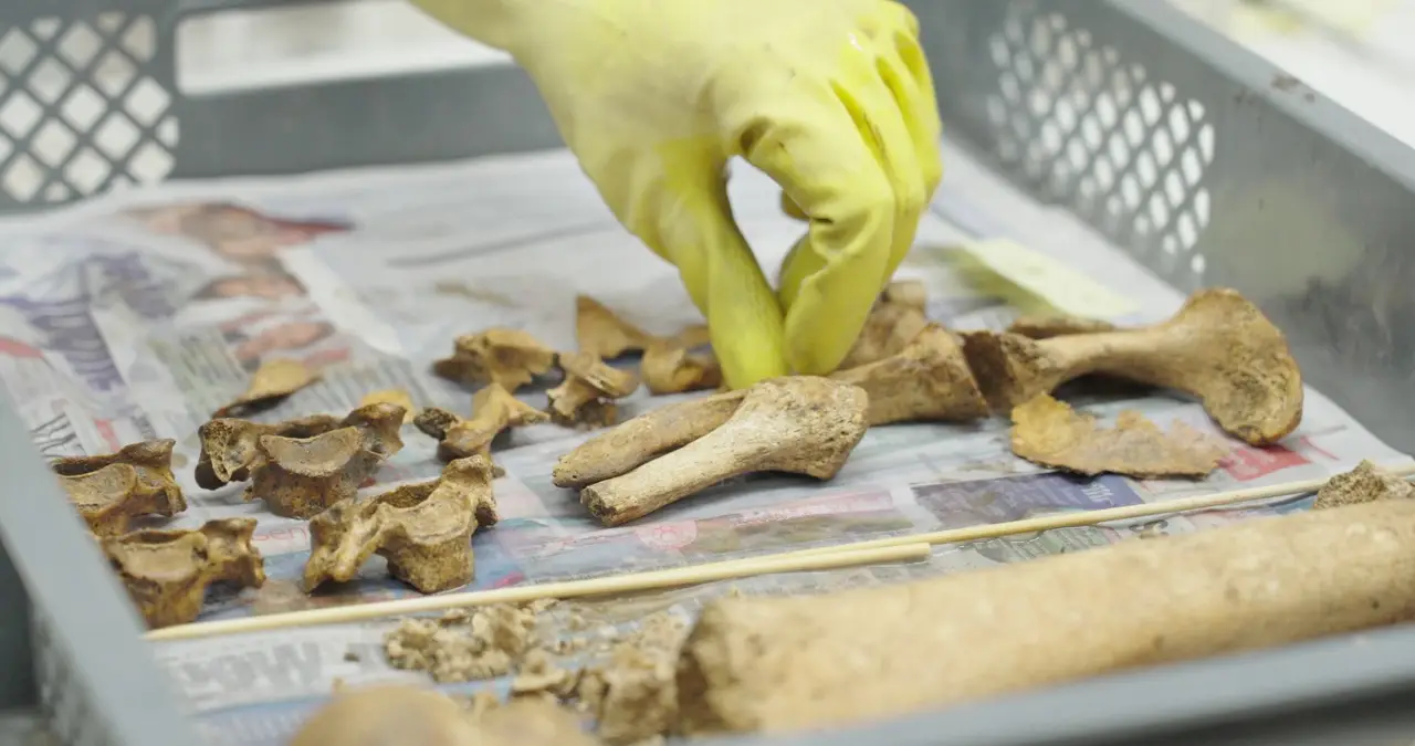 The results were presented in the Vienna Museum at the start of the month (A. Slonek/Novetus)