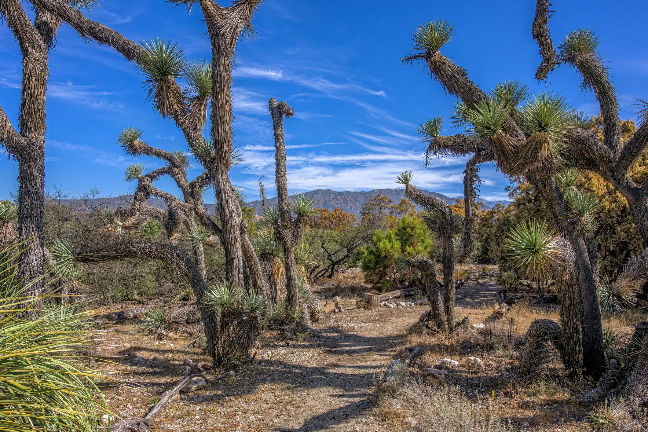 Jake had been trail running in Clairemont, California when he encountered the snake. (Getty Stock Photo)