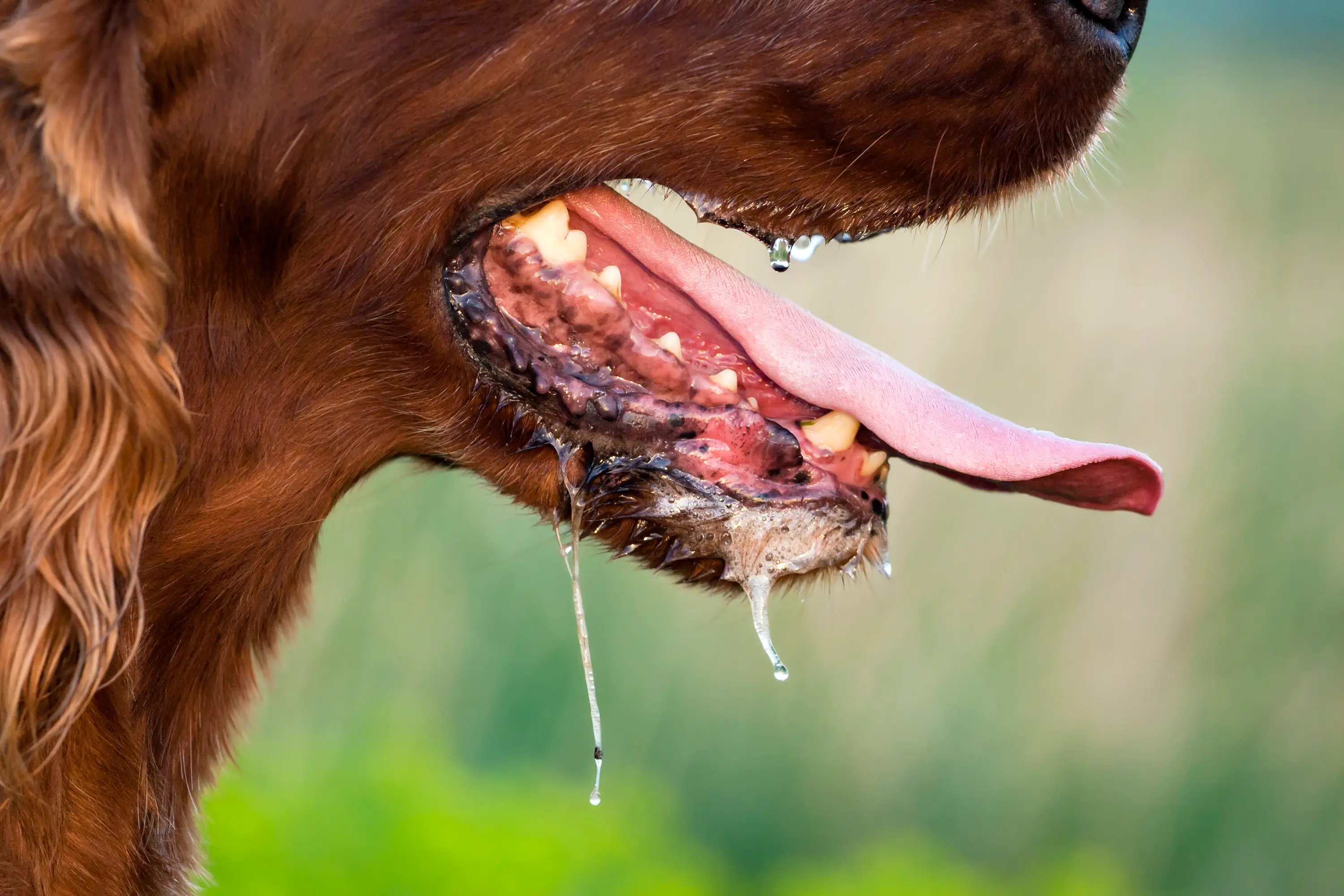 Check their gums, too red or too pale is a bad sign (Getty Stock Photo)