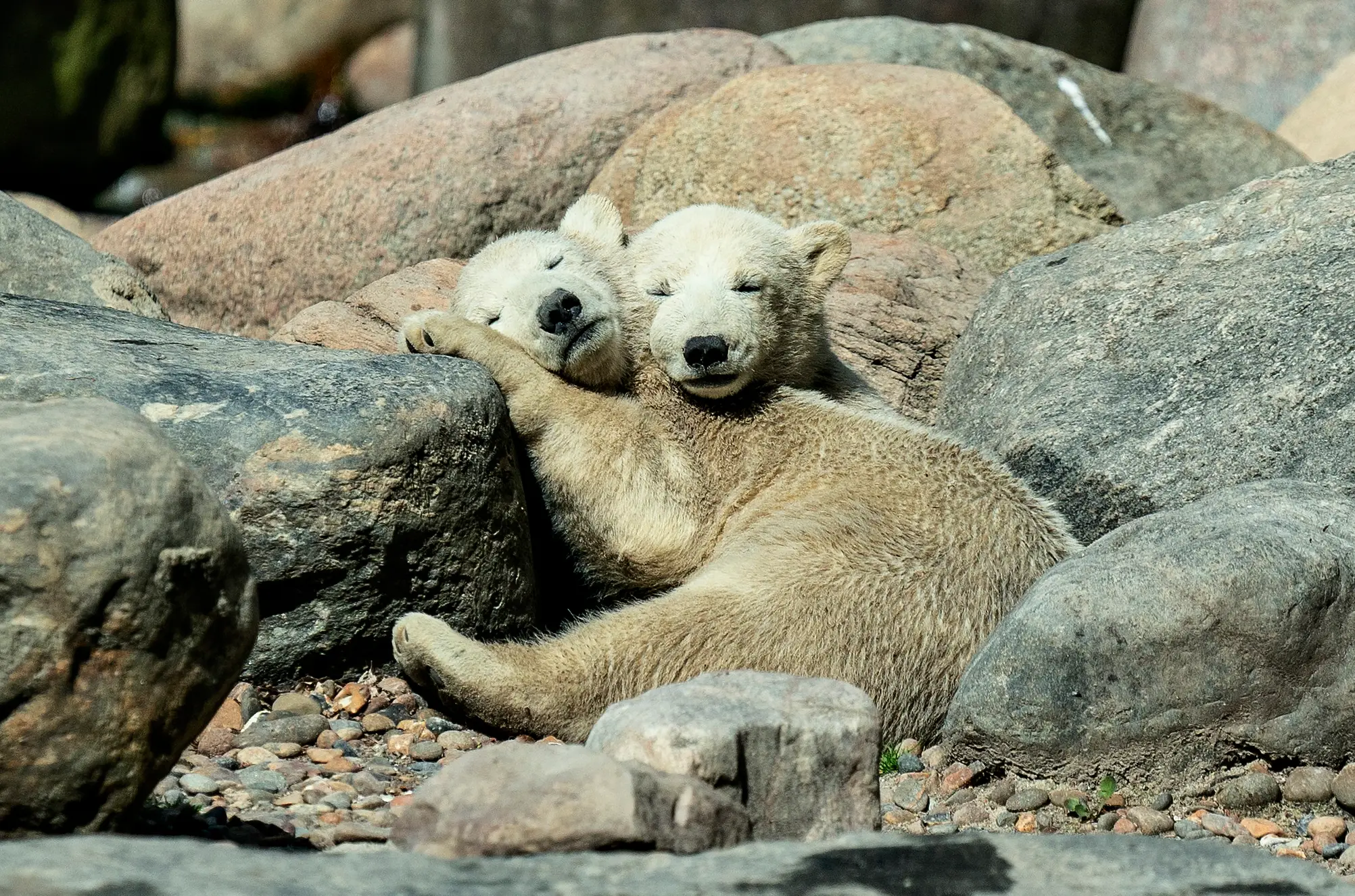 Would you fancy donating a rabbit or chicken to their meal? (HENNING BAGGER/Ritzau Scanpix/AFP via Getty Images)