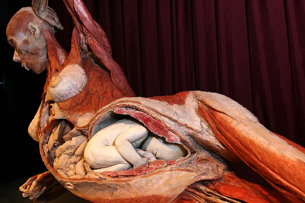 The divisive museum's exhinits include the body of a pregnant woman and her child (Fred Duval/FilmMagic)