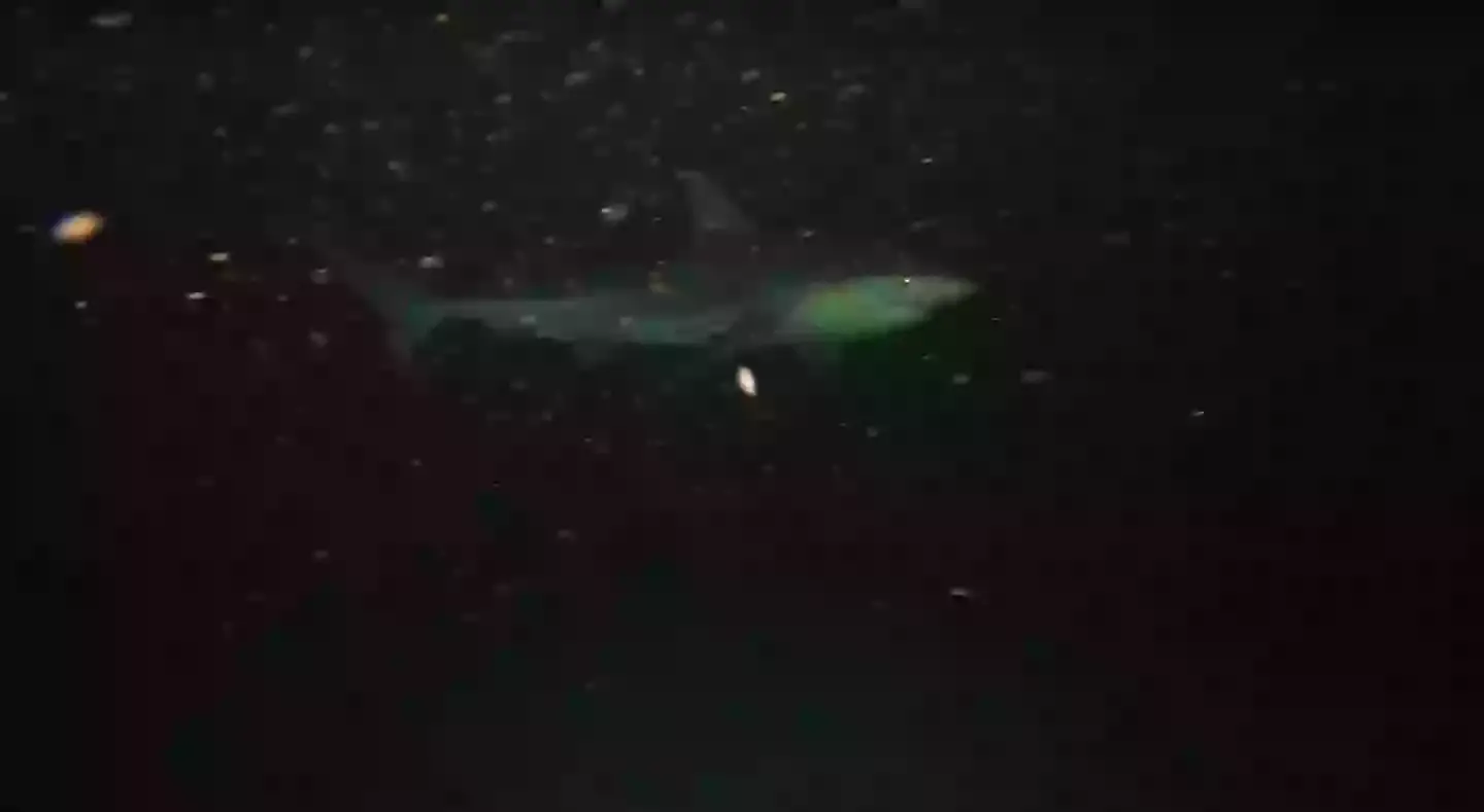 A shark could be spotted emerging from the darkness (YouTube/Odysseas Froilan)